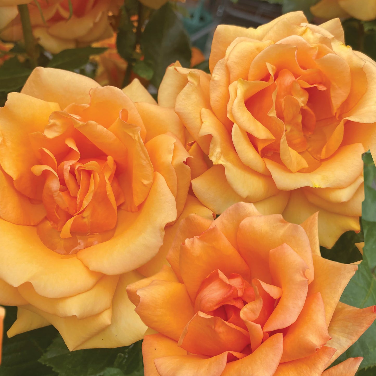 Alex Sharp Card - Floral - Peach Roses