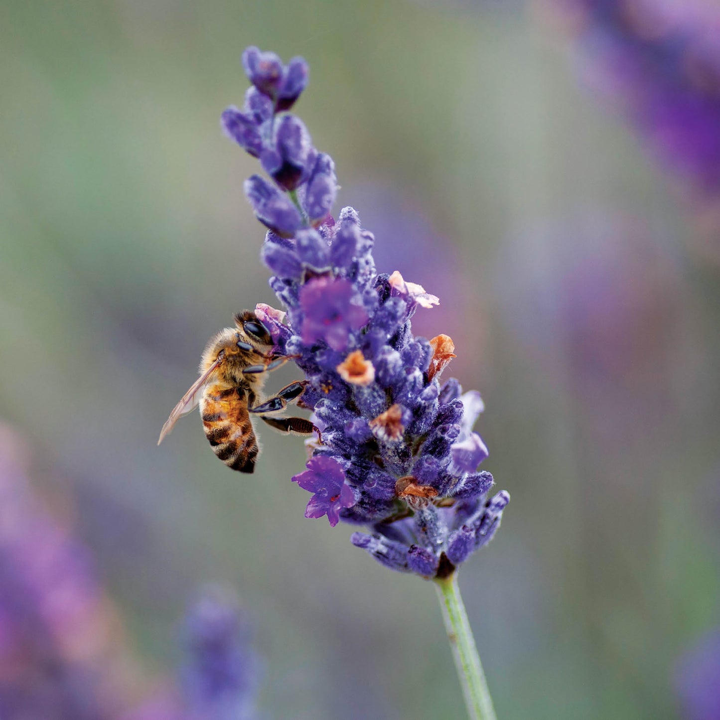 Alex Sharp Card - Scenic - Lavender and Bee