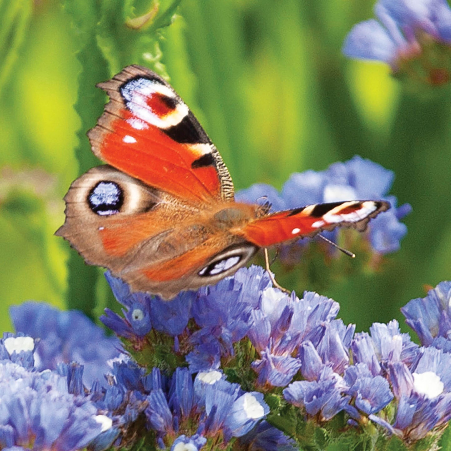 Alex Sharp Card - Peacock Butterfly
