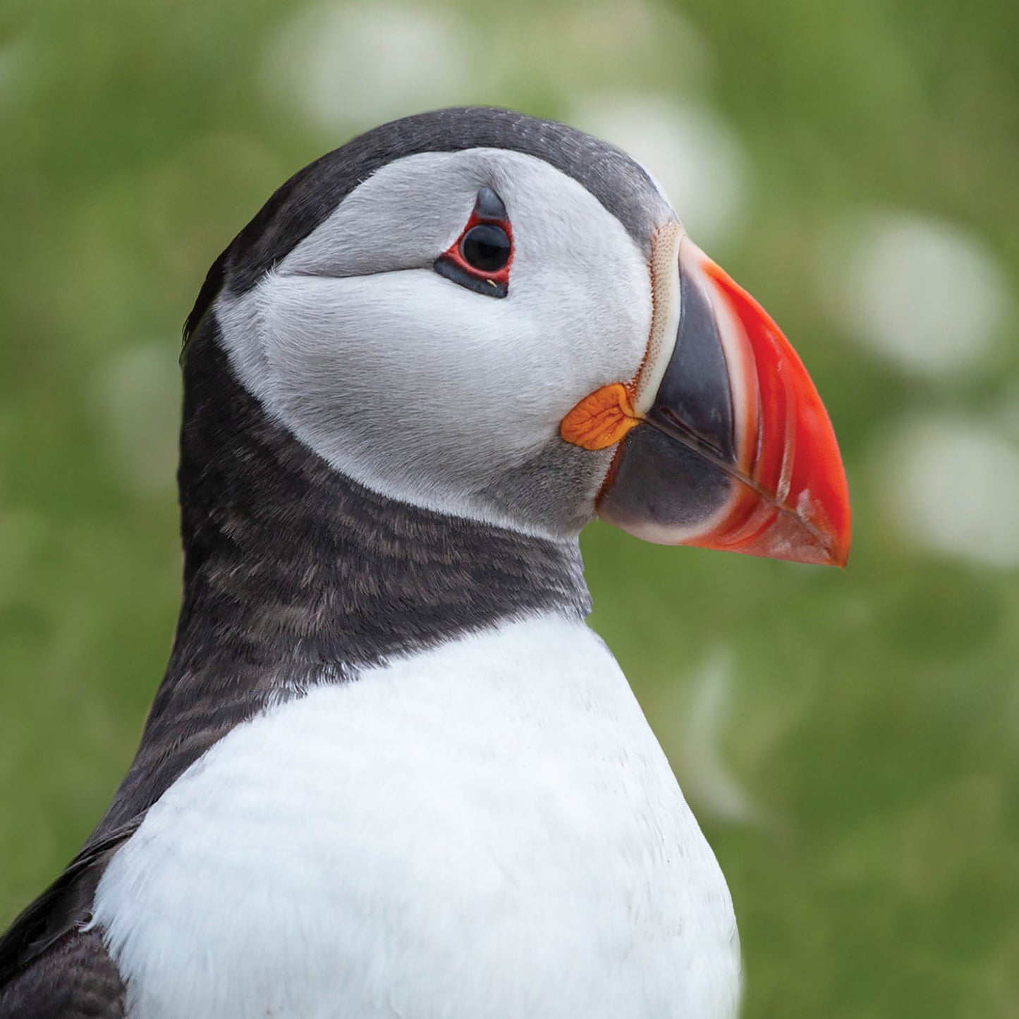 Alex Sharp Card - Wildlife - Puffin