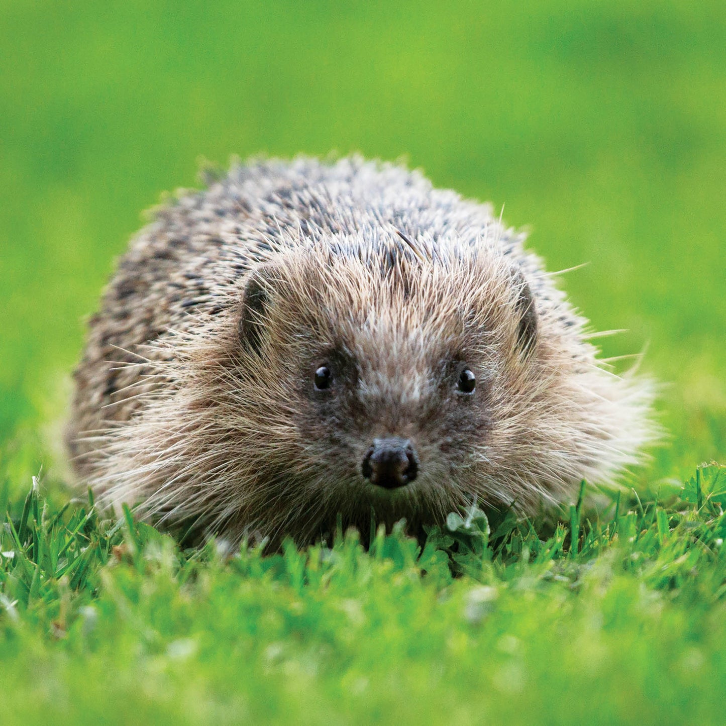 Alex Sharp Card - Wildlife - Hedgehog