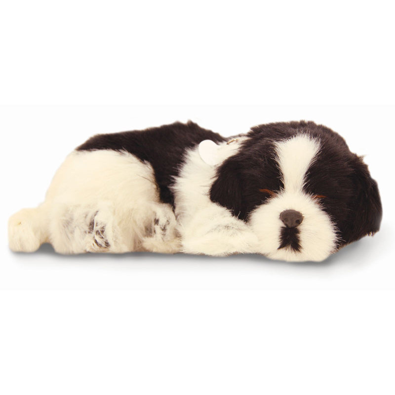 Precious Petzzz - Border Collie