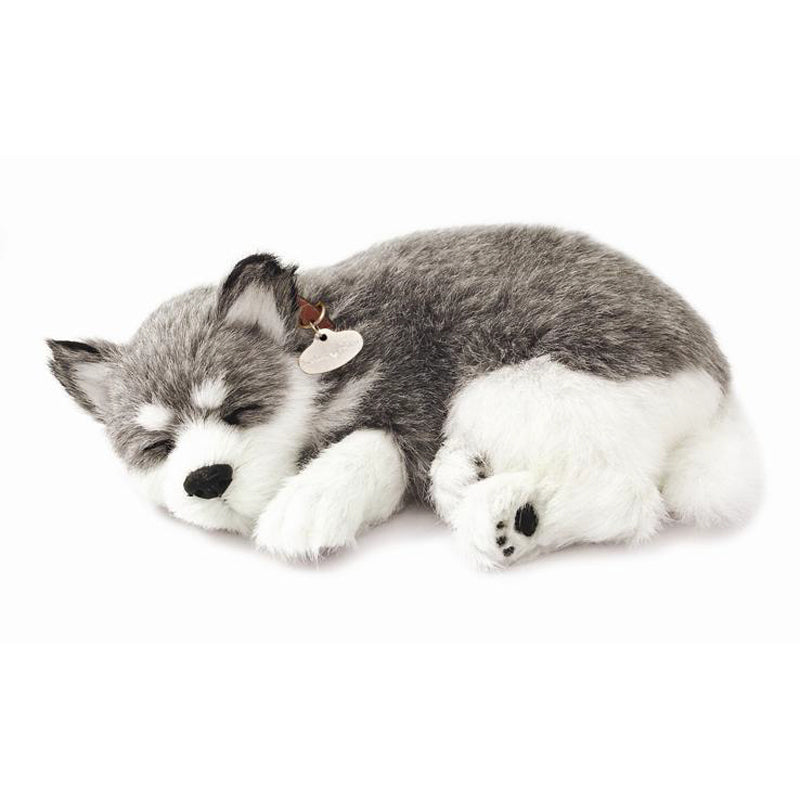 Precious Petzzz - Alaskan Husky