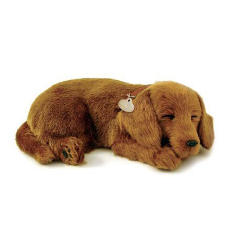 Precious Petzzz - Dachshund