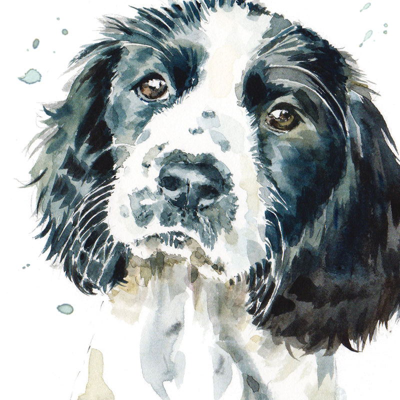 Puppy Dog Eyes Card Collection - Springer Spaniel Smudge