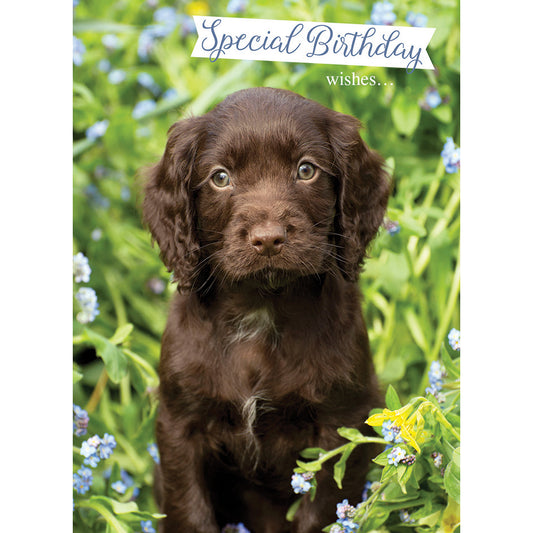 Animal Birthday Card - Chocolate Labrador Puppy