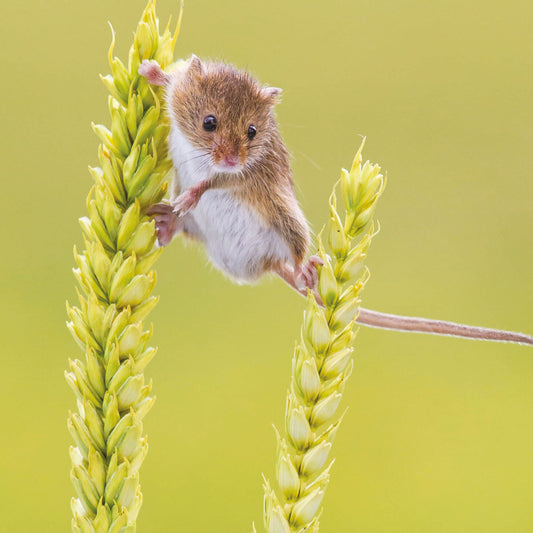 Countryside Collection Card - Balancing Mouse