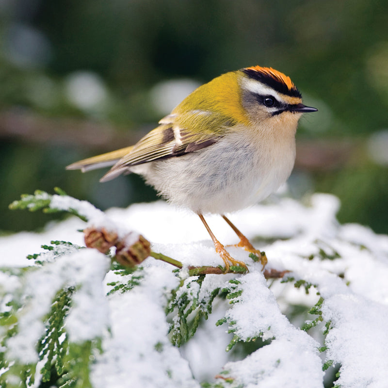 Winter Firecrest - RSPB Small Square Christmas 10 Card Pack