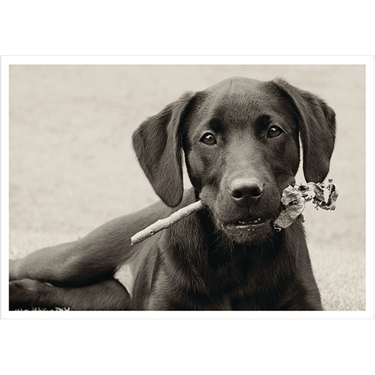 Barking at the Moon Card - Black Labrador (Splimple)