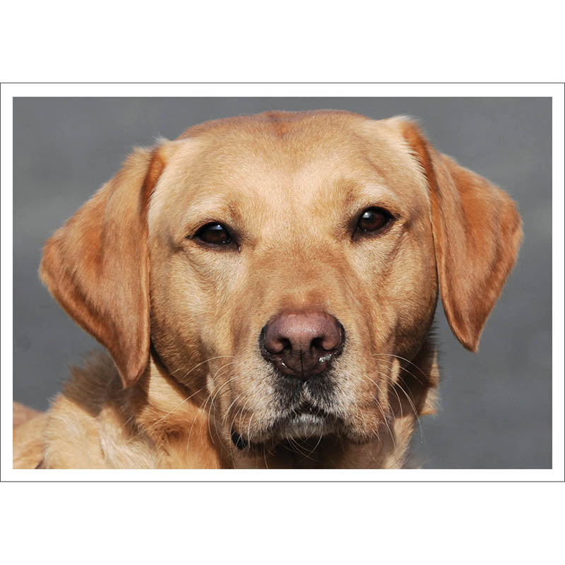 Barking at the Moon Card - Golden Lab (Splimple)