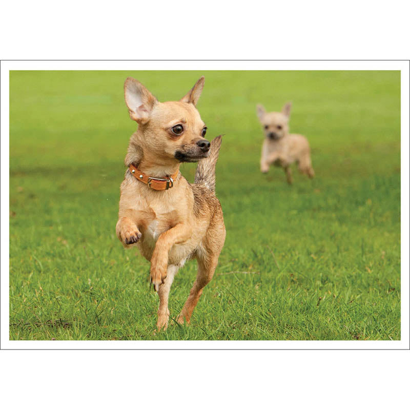 Barking at the Moon Card - Chihuahua (Splimple)