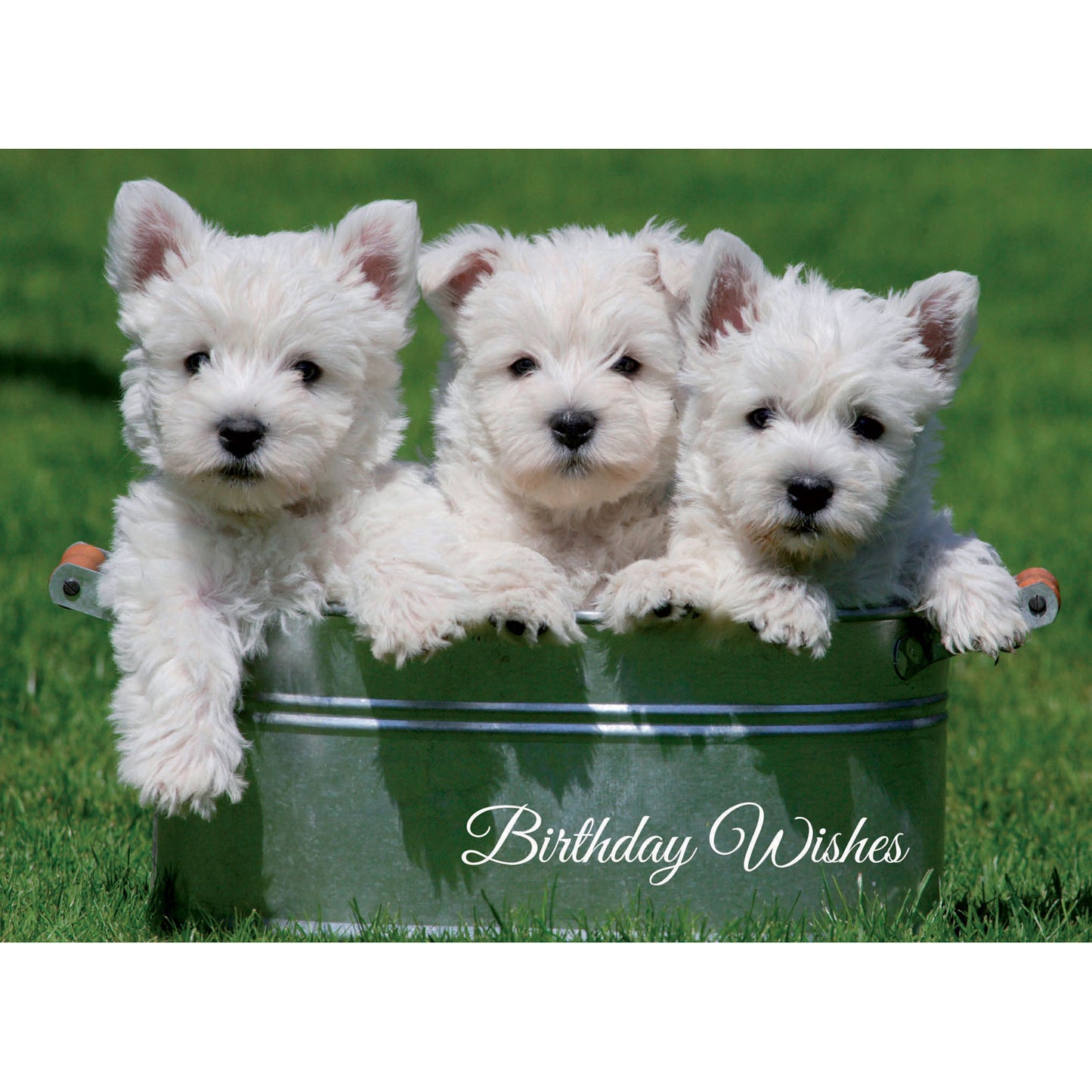 Animal Birthday Card - Trio Of Westie Pups