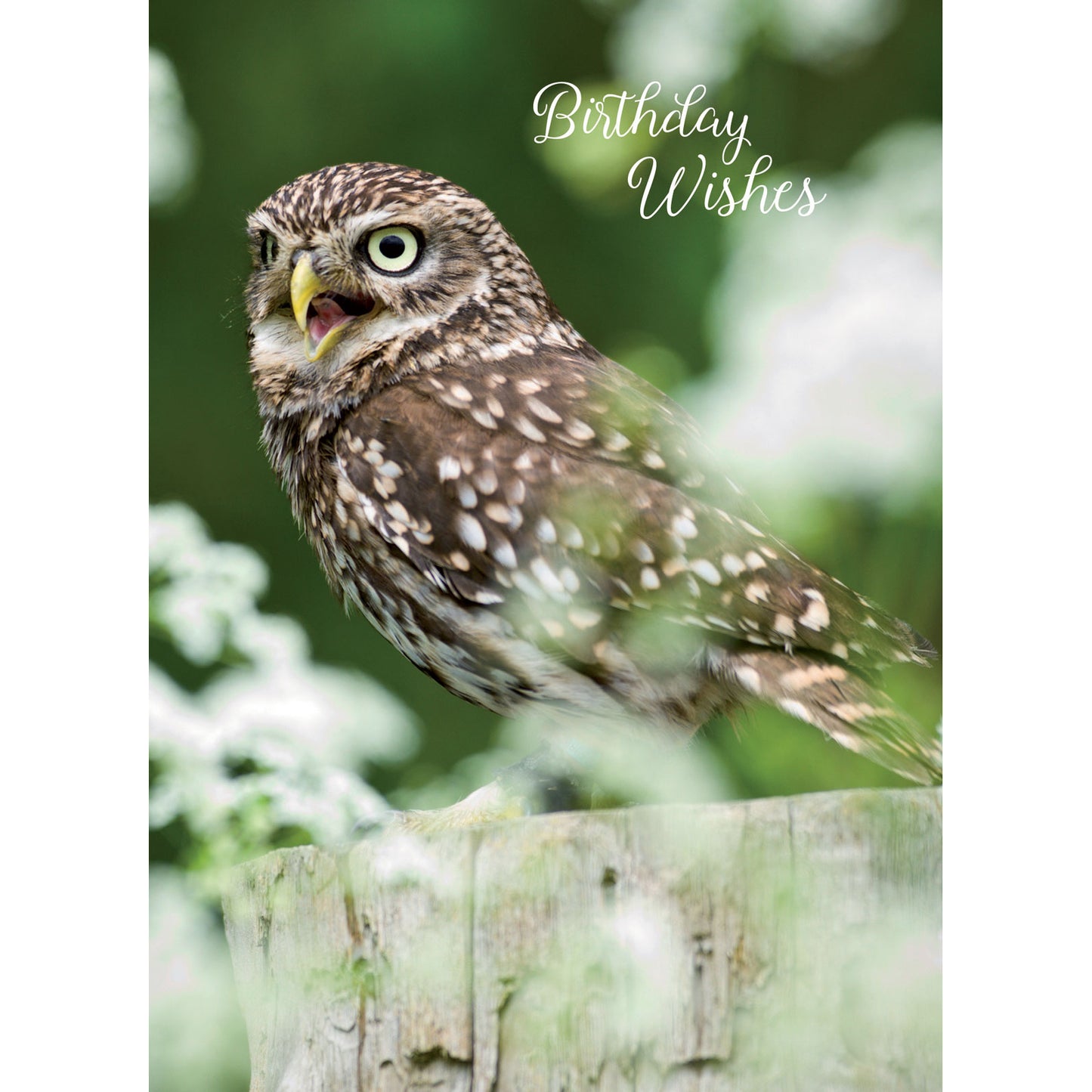 Animal Birthday Card - Little Owl