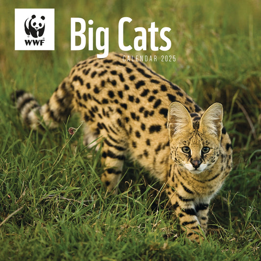 Wwf Big Cats Wall Calendar 2025 (PFP)