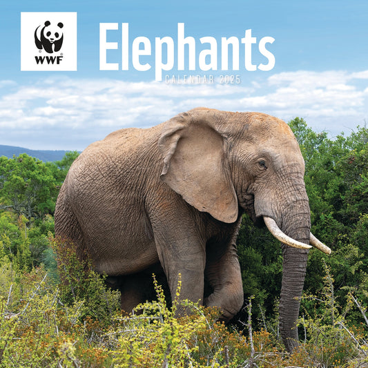 Wwf Elephants Wall Calendar 2025 (PFP)