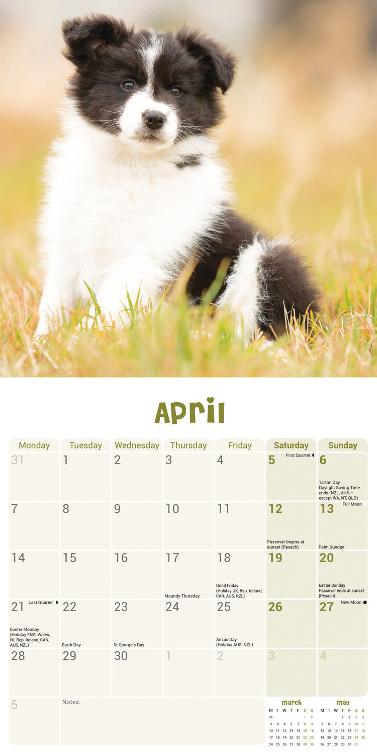 Border Collie Puppies Mini Wall Calendar 2025 (PFP)