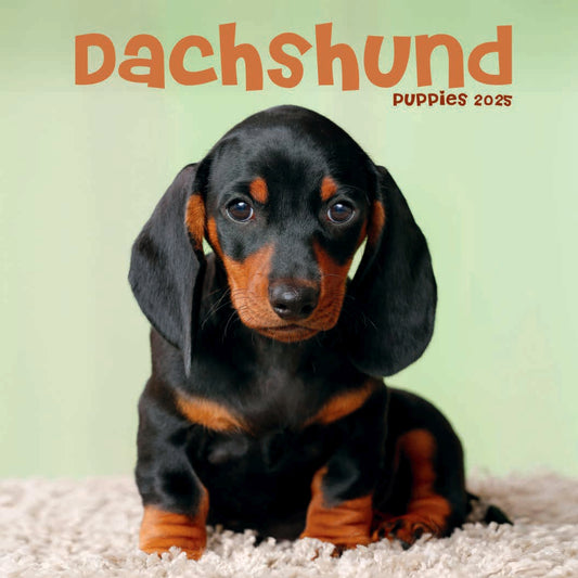 Dachshund Puppies Mini Wall Calendar 2025 (PFP)