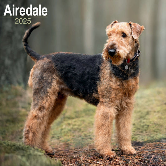 Airedale Terrier Wall Calendar 2025 (PFP)