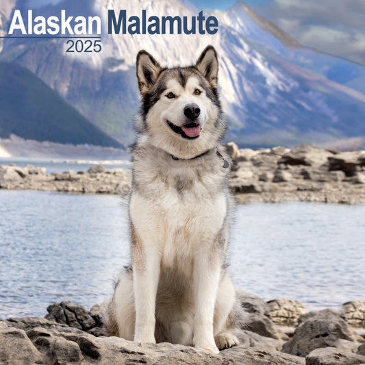 Alaskan Malamute Wall Calendar 2025 (PFP)