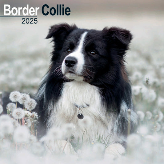 Border Collie Wall Calendar 2025 (PFP)