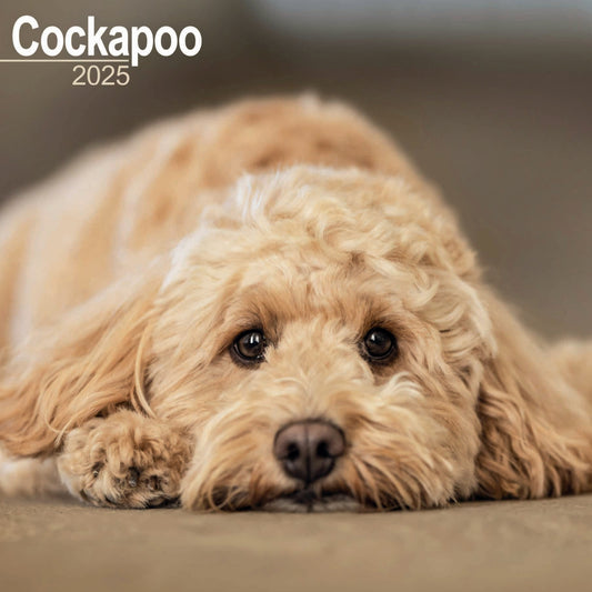 Cockapoo Wall Calendar 2025 (PFP)