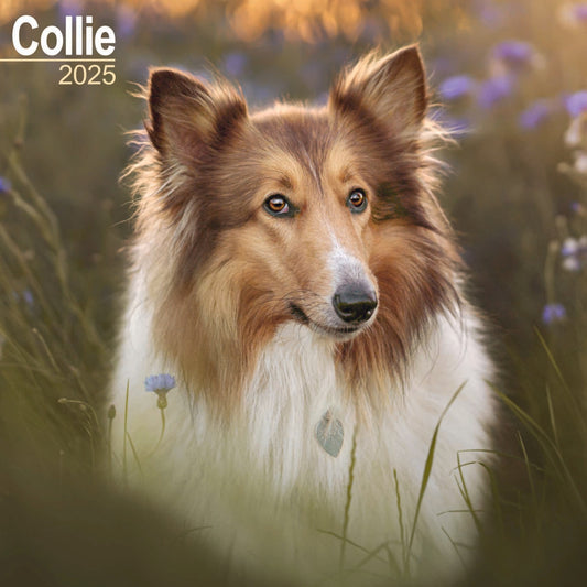 Collie Wall Calendar 2025 (PFP)