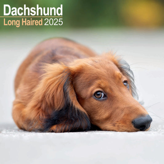 Dachshund Longhaired Wall Calendar 2025 (PFP)