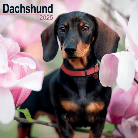 Dachshund Wall Calendar 2025 (PFP)