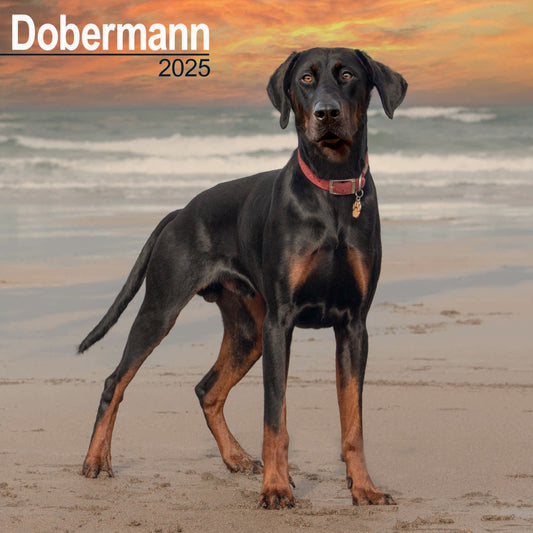 Doberman Wall Calendar 2025 (PFP)