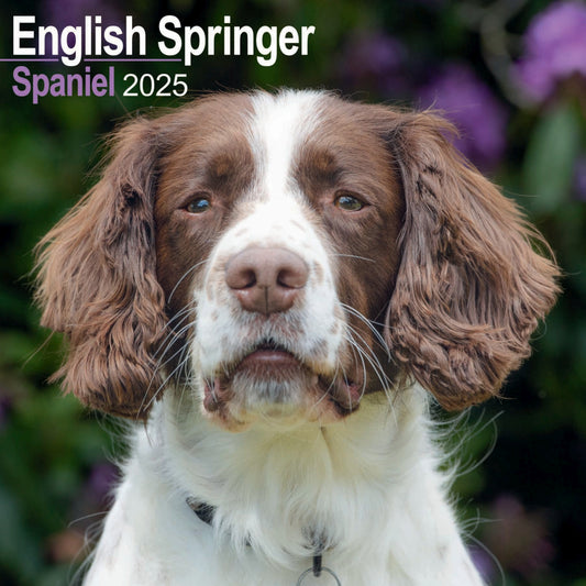 English Springer Spaniel Wall Calendar 2025 (PFP)