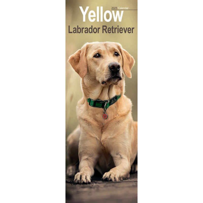 Labrador Retriever Yellow Slim Calendar 2025 (PFP)