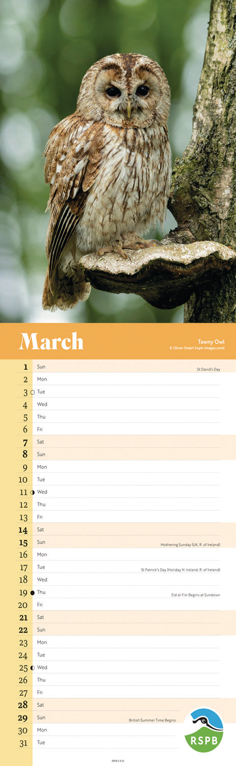 RSPB Owls Slim Calendar 2026