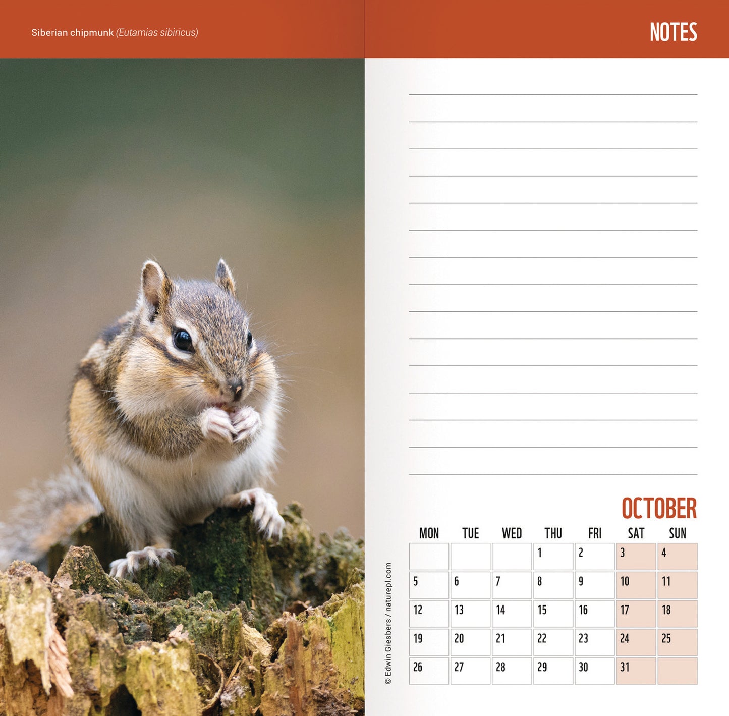 WWF Wild & Free Slim Dlx Diary 2026