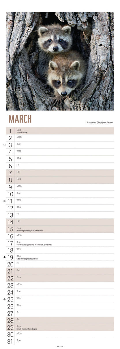 WWF, Baby Animals Slim Calendar 2026