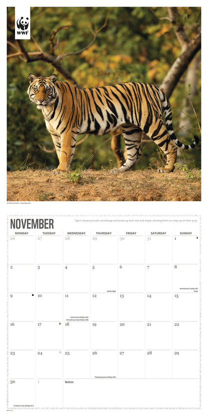 WWF, Big Cats Wall Calendar 2026