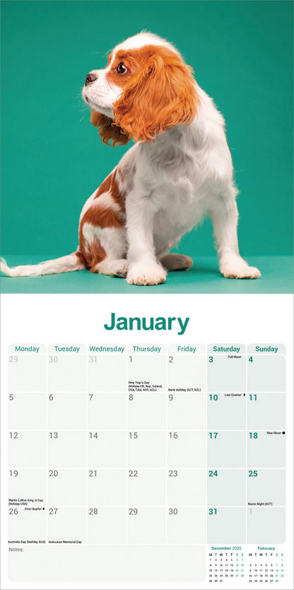 Cavalier King Charles Spaniel wall calendar 2026