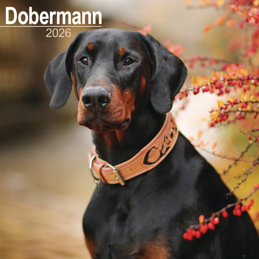 Dobermann Wall Calendar 2026