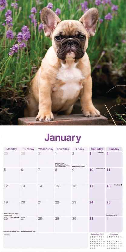 French Bulldog Wall Calendar 2026