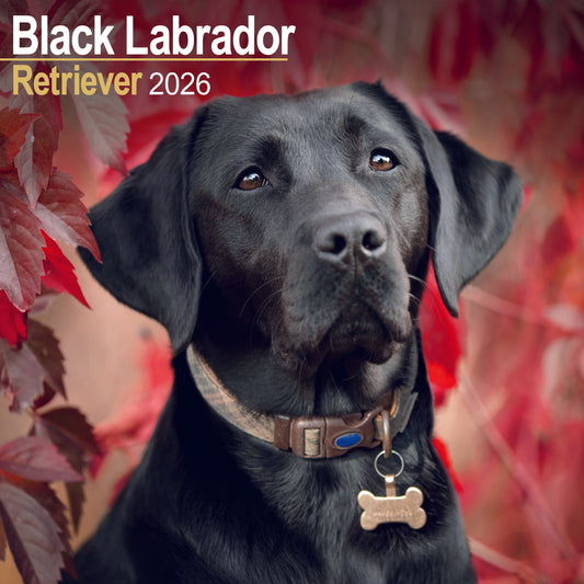 Labrador Retriever Black Wall Calendar 2026