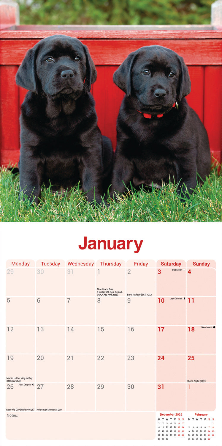 Labrador Retriever Black Wall Calendar 2026