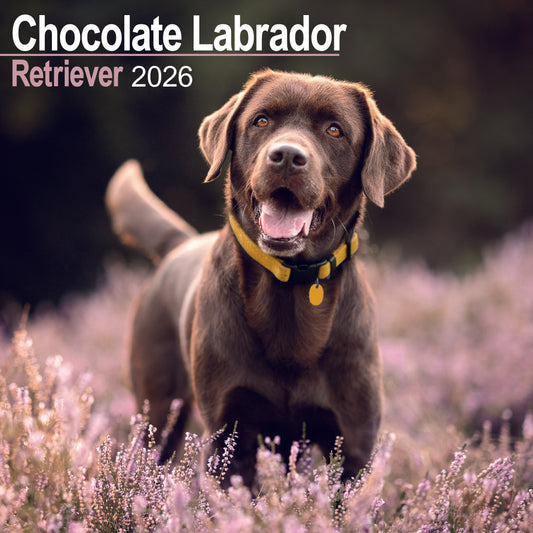 Labrador Retriever Chocolate Wall Calendar 2026