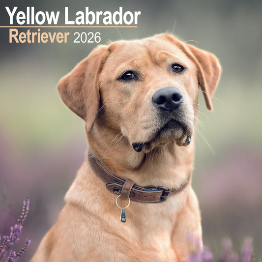 Labrador Retriever Yellow Wall Calendar 2026