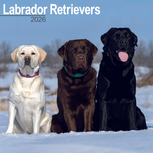 Labrador Retrievers Wall Calendar 2026