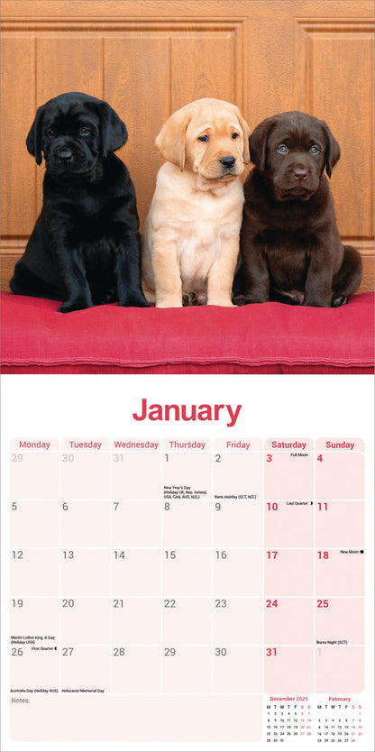 Labrador Retrievers Wall Calendar 2026