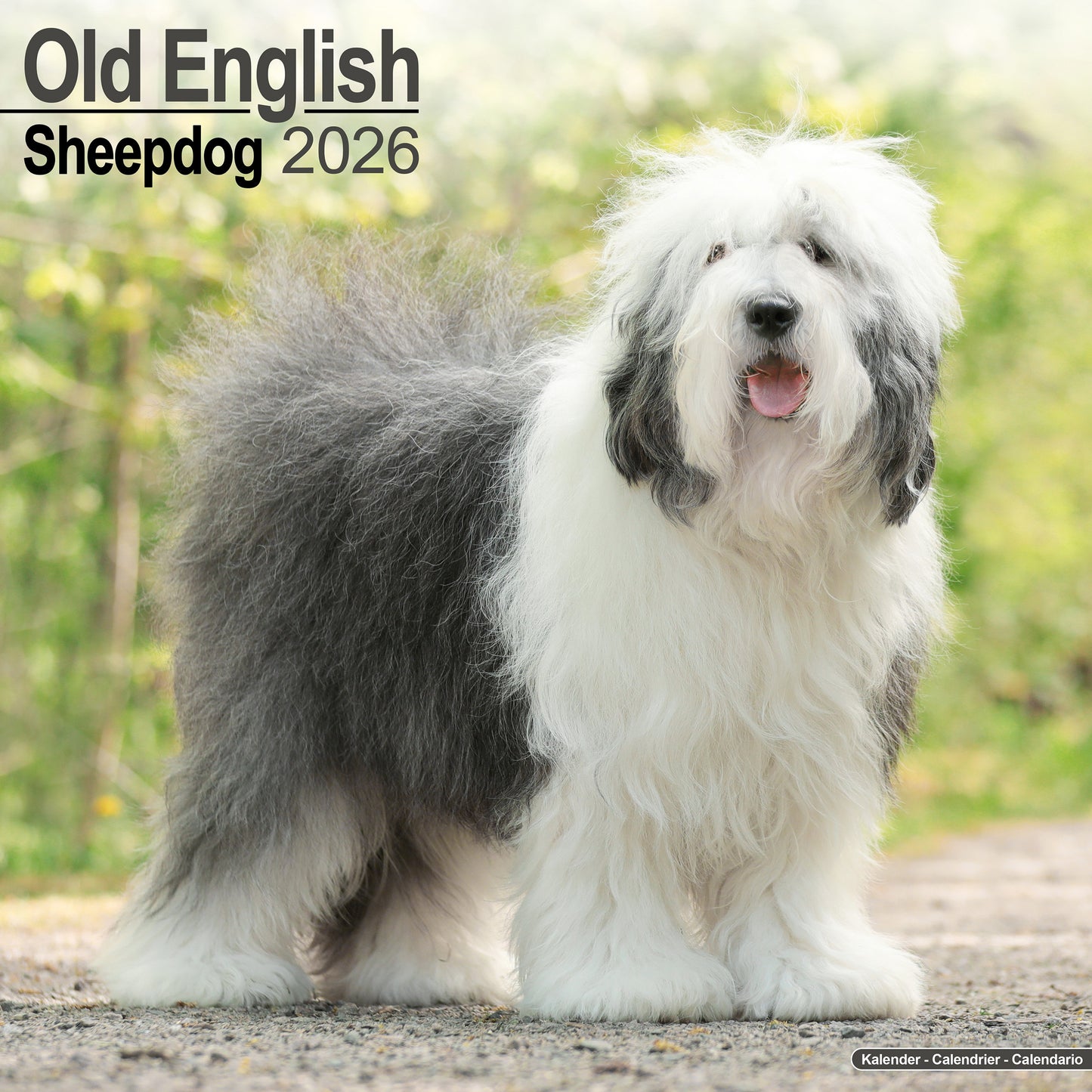 Old English Sheepdog Wall Calendar 2026