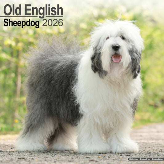 Old English Sheepdog Wall Calendar 2026
