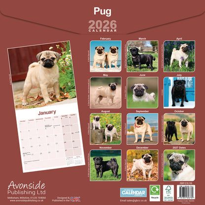 Pug Wall Calendar 2026