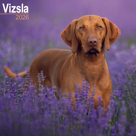 Vizsla Wall Calendar 2026