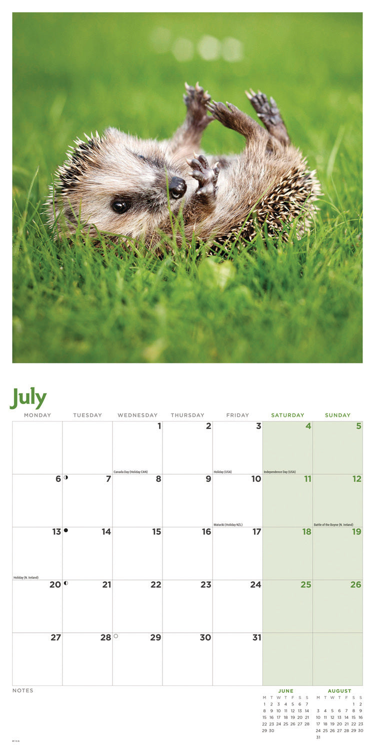 Hedgehogs Wall Calendar 2026
