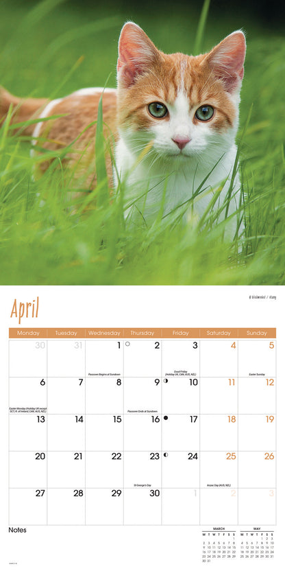 Cats Wall Calendar 2026